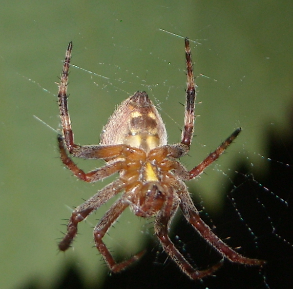 Conferma per Araneidae