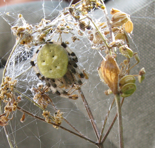 Araneus quadratus