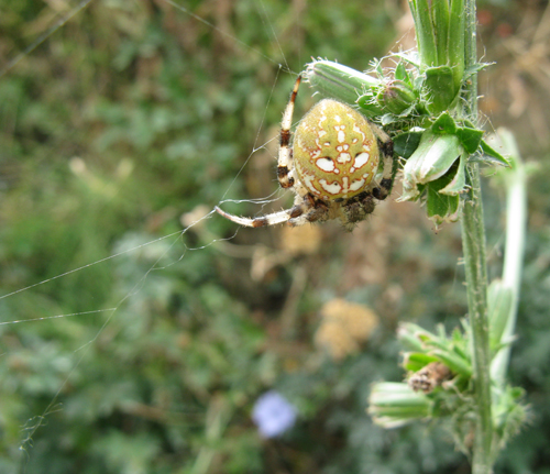 Araneus quadratus