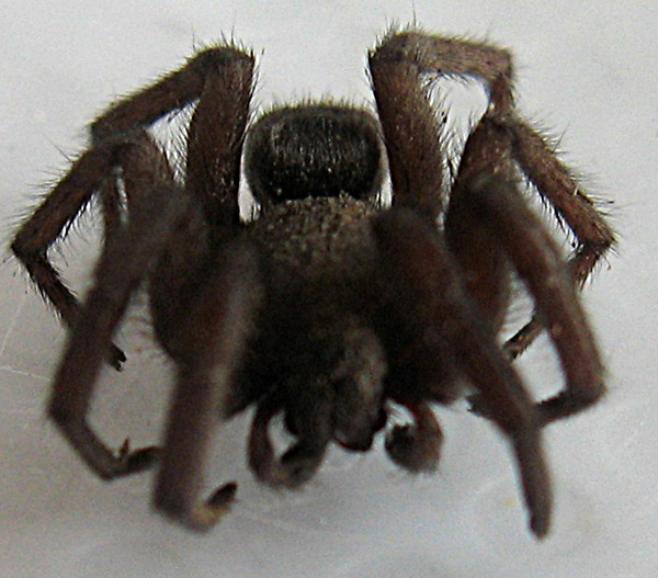 Scotophaeus sp.