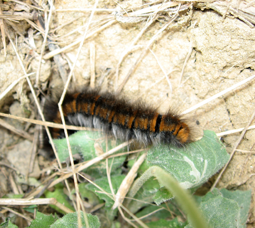 Bruchi di Aglais  io (Nymphalidae) e di Macrothylacia rubia (Lasiocampidae)