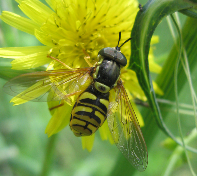 Chrysotoxum cautum?