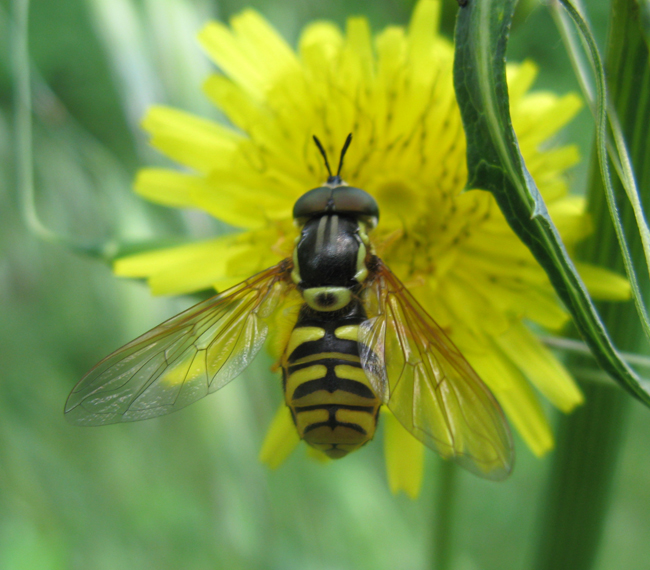 Chrysotoxum cautum?