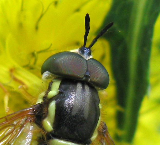 Chrysotoxum cautum?