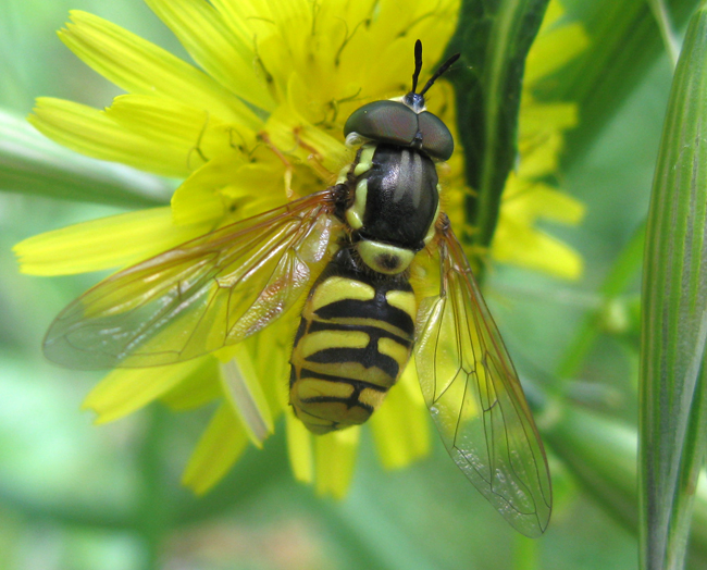 Chrysotoxum cautum?