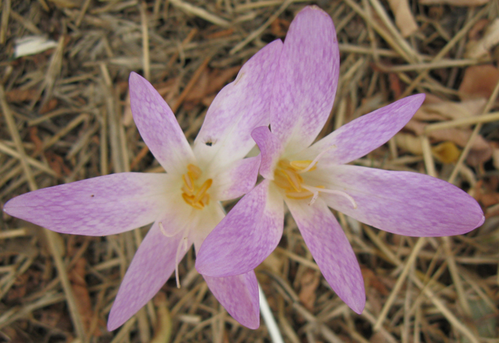 Colchicum lusitanum