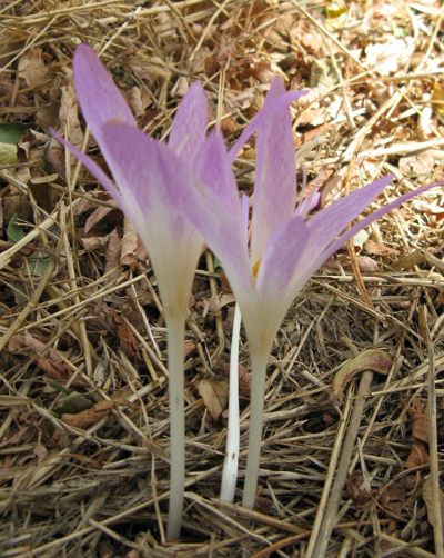 Colchicum lusitanum