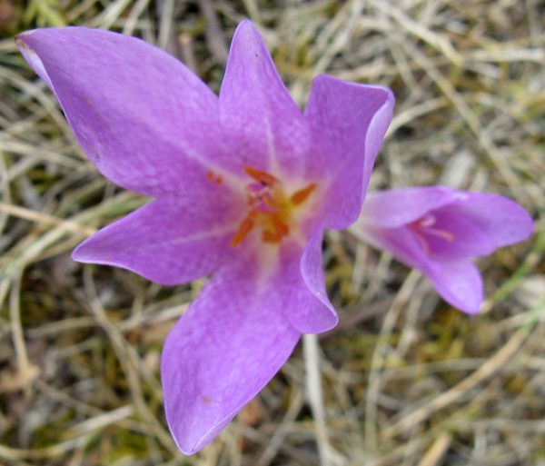 Colchicum lusitanum