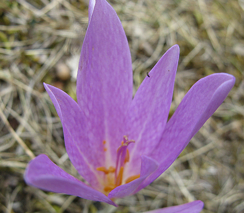 Colchicum lusitanum