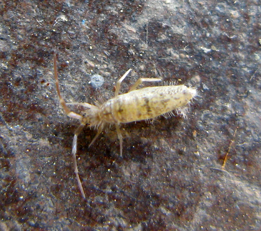 Collemboli Entomobryidi?