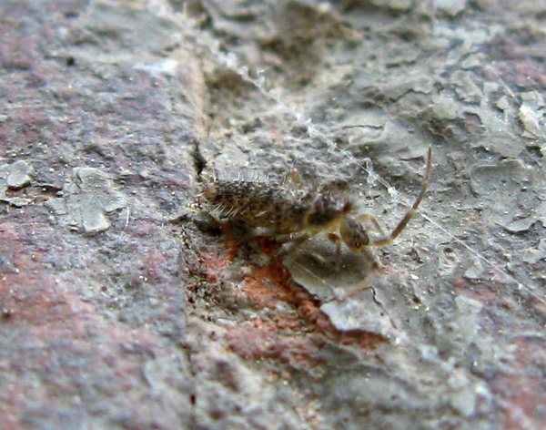 Collemboli Entomobryidi?