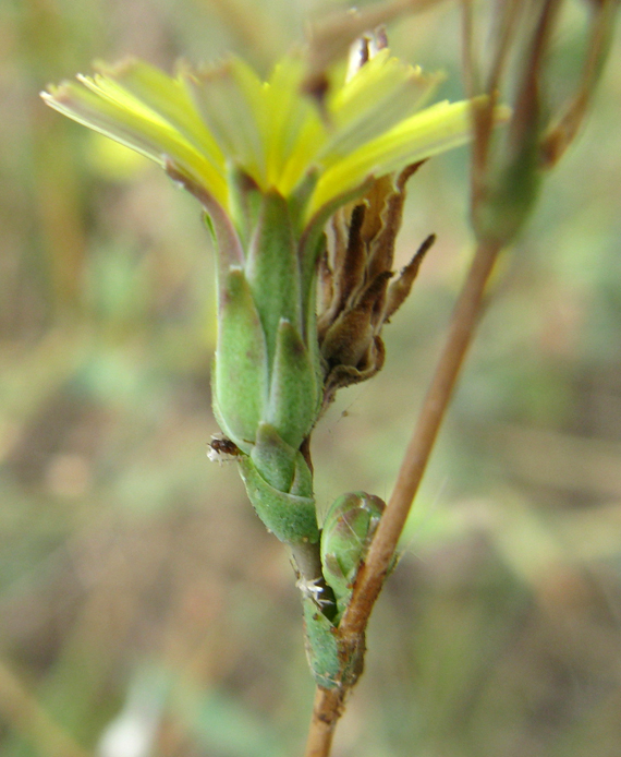 Lactuca sativa subsp. serriola / Lattuga selvatica