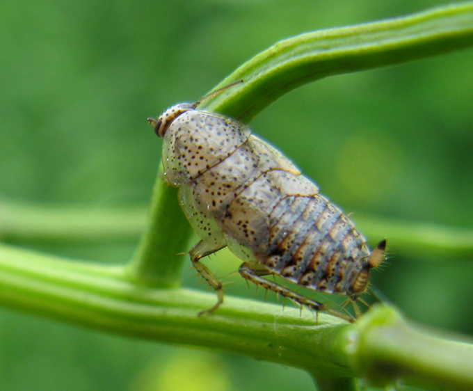 Ectobius pallidus (lividus) giovane - femmina