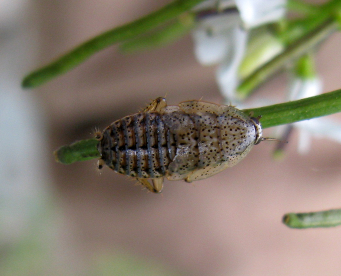 Ectobius pallidus (lividus) giovane - femmina