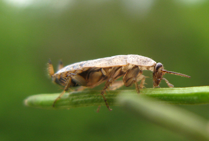 Ectobius pallidus (lividus) giovane - femmina