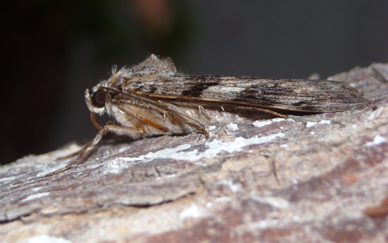 Falena da identificare