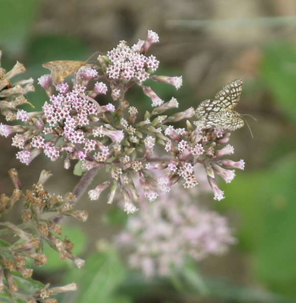 Semiothisa clathrata