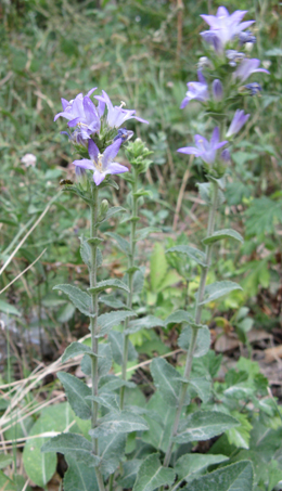 Campanula glomerata e C. trachelium