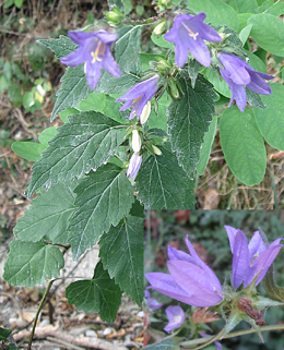 Campanula glomerata e C. trachelium