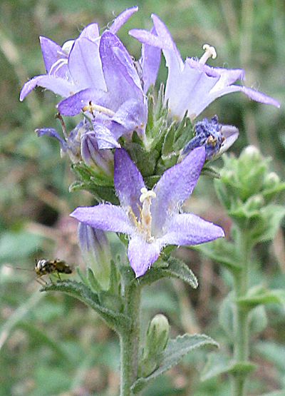 Campanula glomerata e C. trachelium