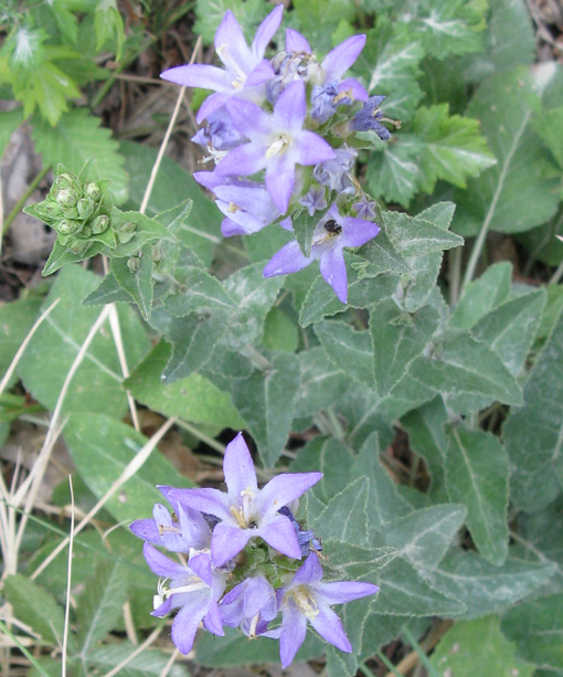 Campanula glomerata e C. trachelium