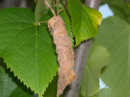 Conferma per Araneidae