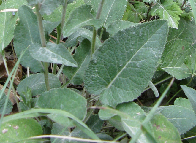 Campanula glomerata e C. trachelium