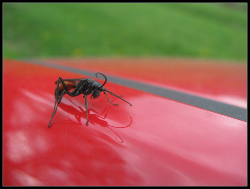 Pompilidae rosso e nero