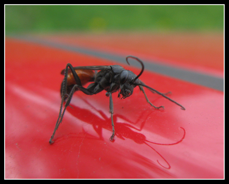 Pompilidae rosso e nero