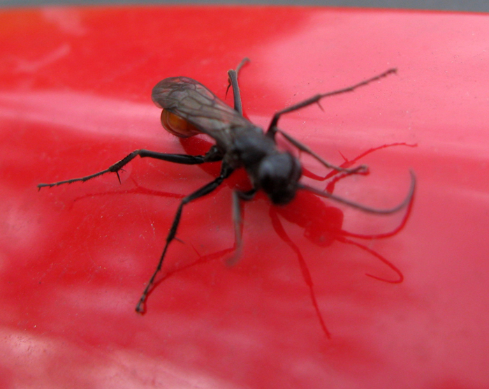 Pompilidae rosso e nero