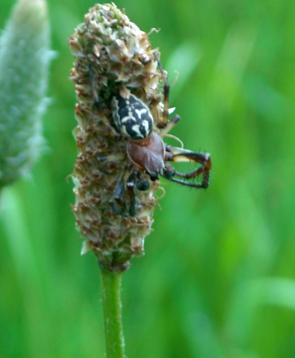 Larinioides sp.