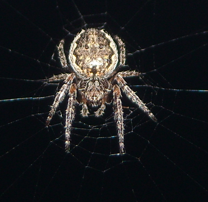 Conferma per Araneidae