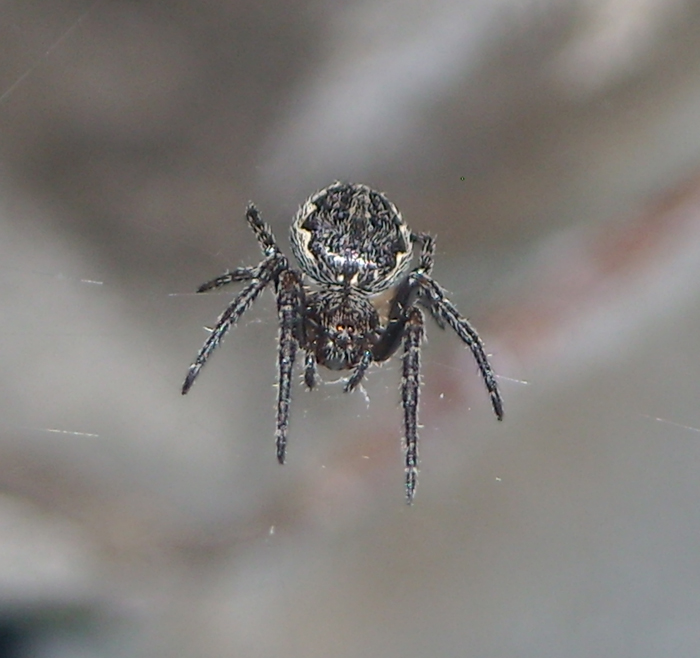 Conferma per Araneidae