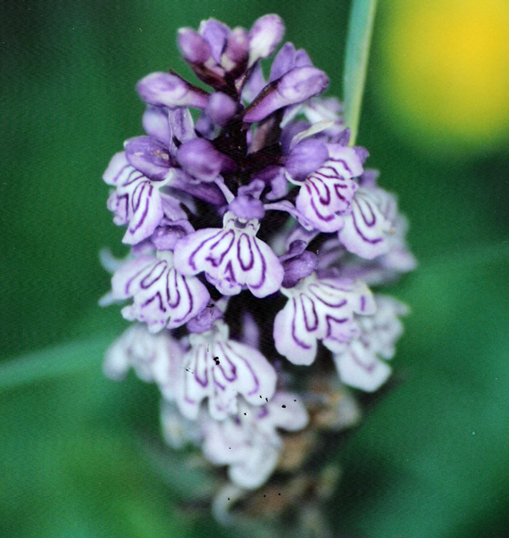 Dactylorhiza maculata