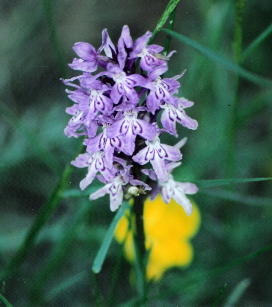 Dactylorhiza maculata