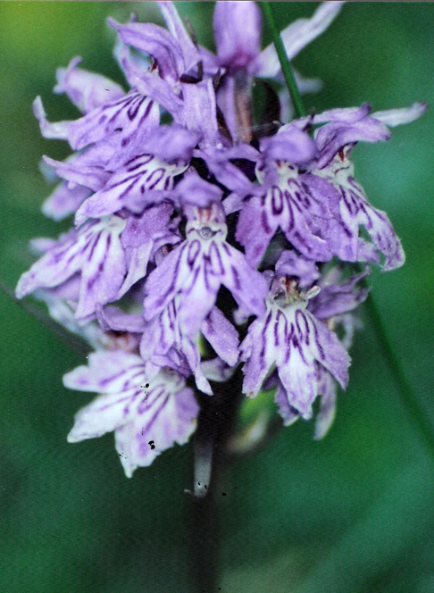 Dactylorhiza maculata