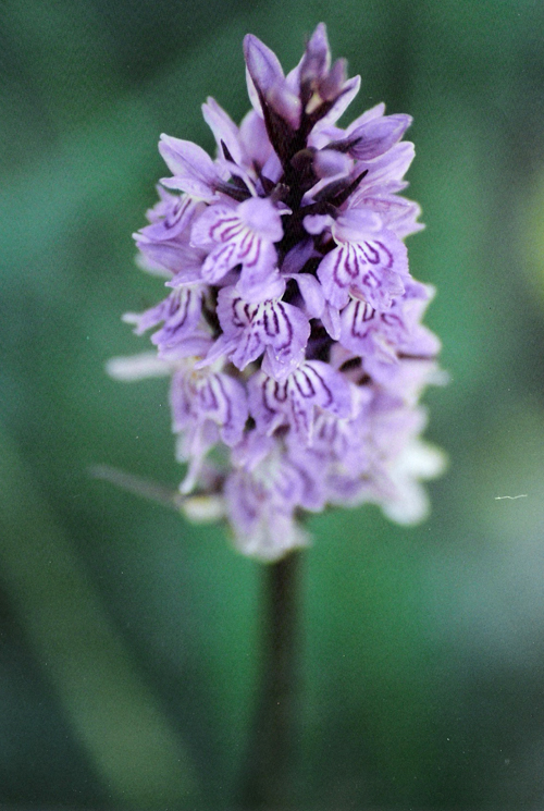 Dactylorhiza maculata