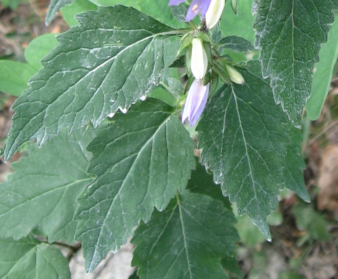 Campanula glomerata e C. trachelium