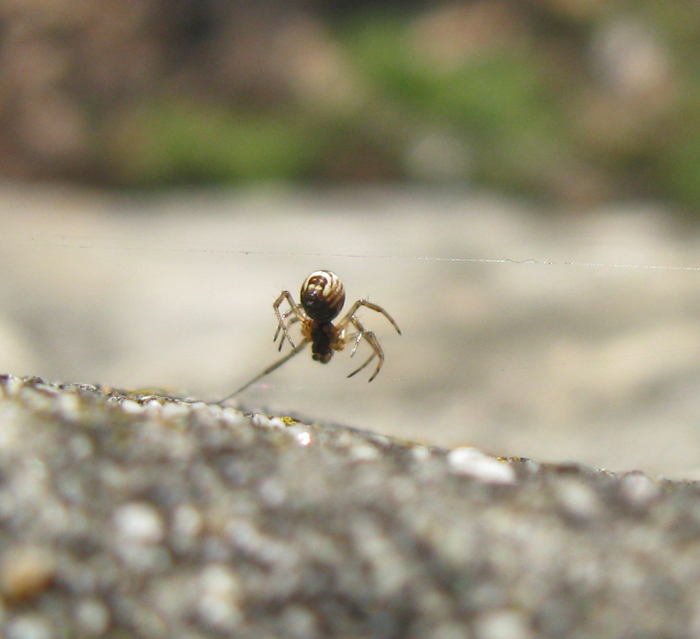 Frontinellina frutetorum ... possibile?