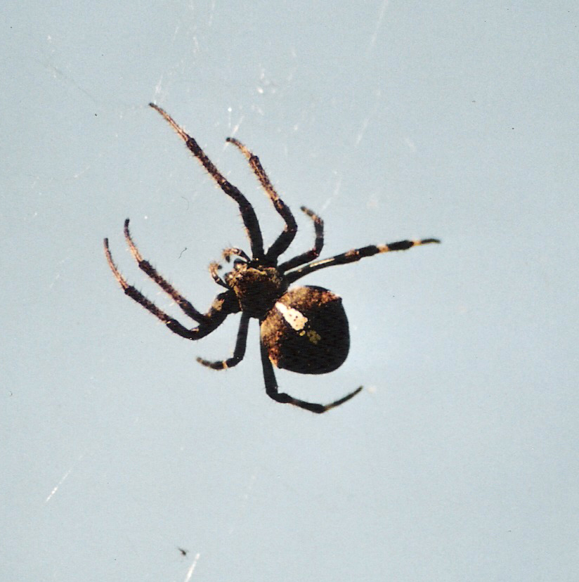 Araneus angulatus