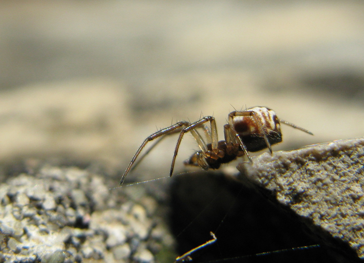 Frontinellina frutetorum ... possibile?