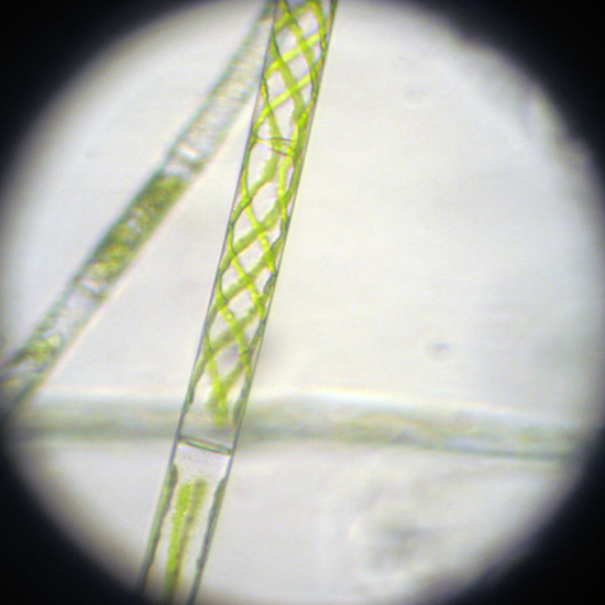 Multi - spirogyra