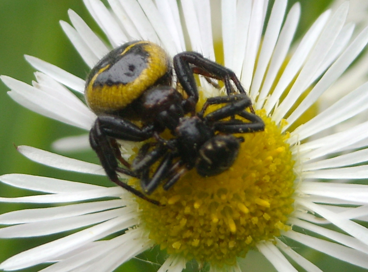 Cannibalismo sessuale in Syanema globosum