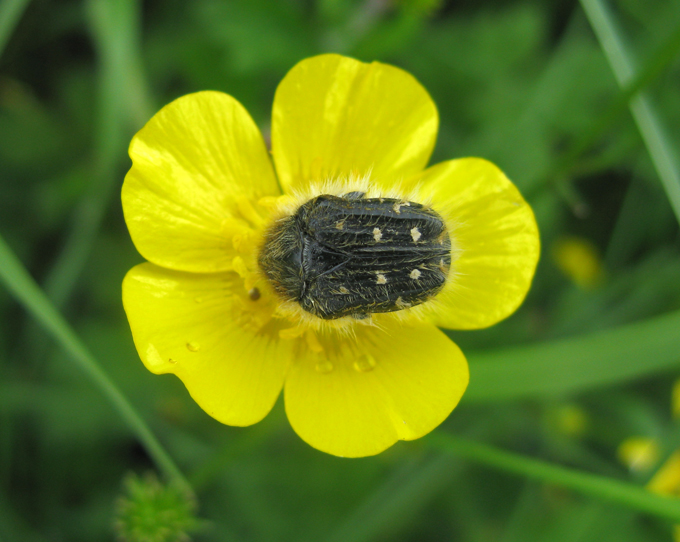 Tropinota hirta suturalis?