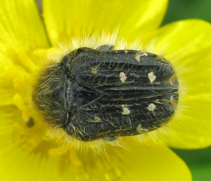 Tropinota hirta suturalis?