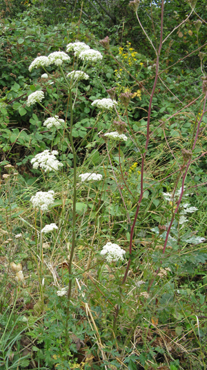 Xanthoselinum (=Peucedanum) venetum / Imperatoria veneta