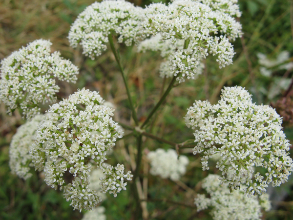 Xanthoselinum (=Peucedanum) venetum / Imperatoria veneta