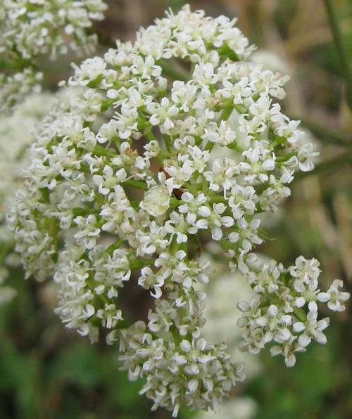 Xanthoselinum (=Peucedanum) venetum / Imperatoria veneta