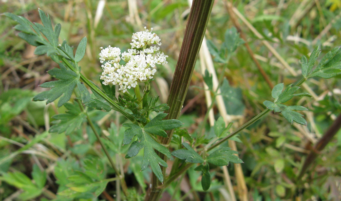 Xanthoselinum (=Peucedanum) venetum / Imperatoria veneta