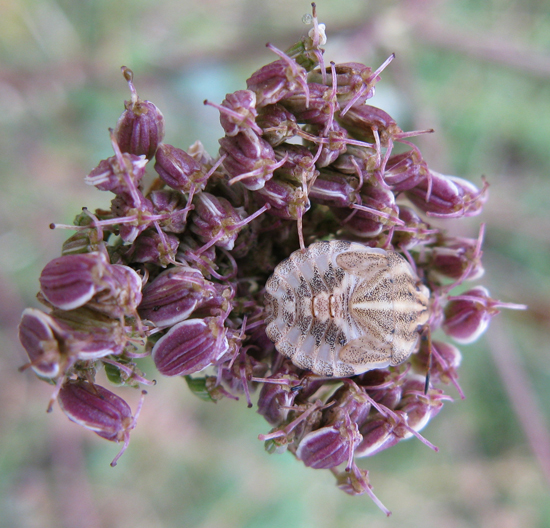 Xanthoselinum (=Peucedanum) venetum / Imperatoria veneta